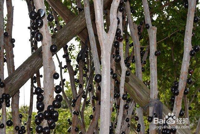 嘉宝果应该怎样种植？