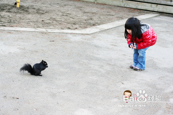 懒人菜蒜蓉烤青口&菲比喂小松鼠