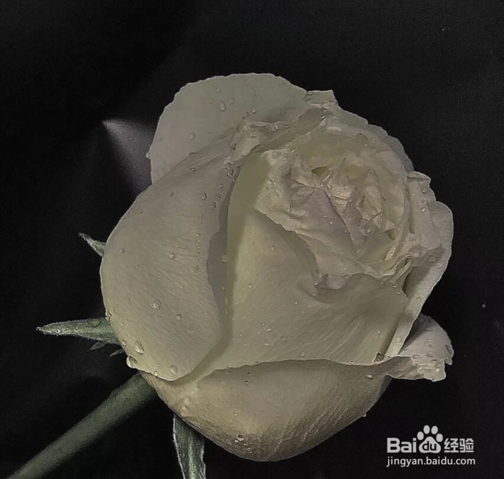 送女朋友玫瑰花什么颜色#校园分享#