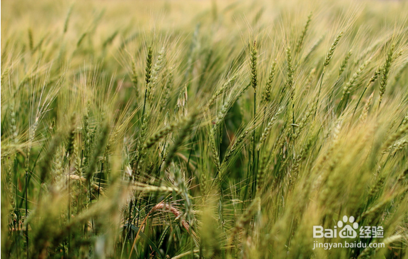 大麦的功效与作用