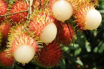 食用红毛丹的好处及注意事项