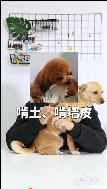 造成狗狗吃便便的原因