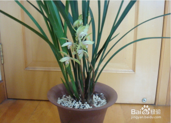 不能放于室内的植物有哪些?