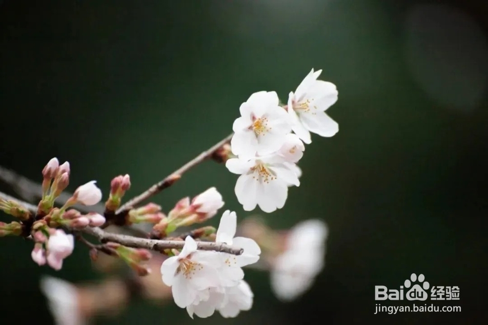 南京林业大学樱花