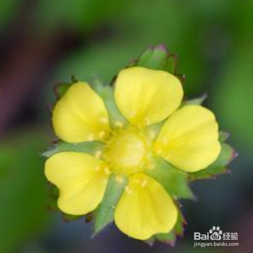 猫爪草的培育方法和注意事项