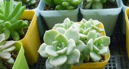 冬天多肉叶片扦插方法