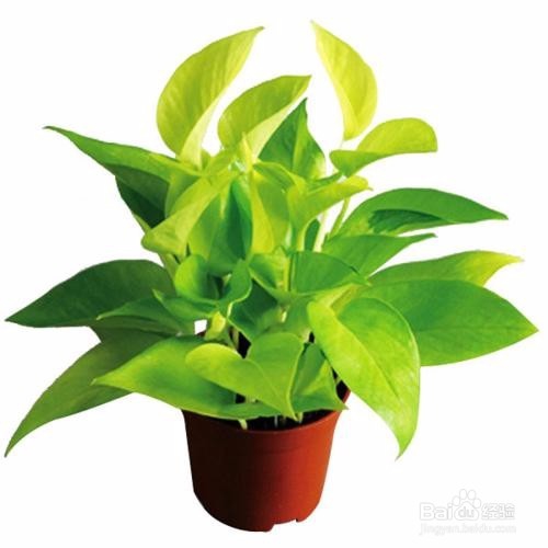 如何更好的种植绿萝？