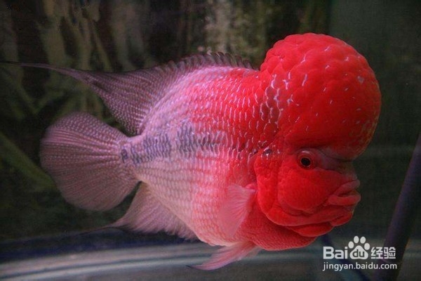 热带鱼饲养生活常识（三）如何预防鱼生病