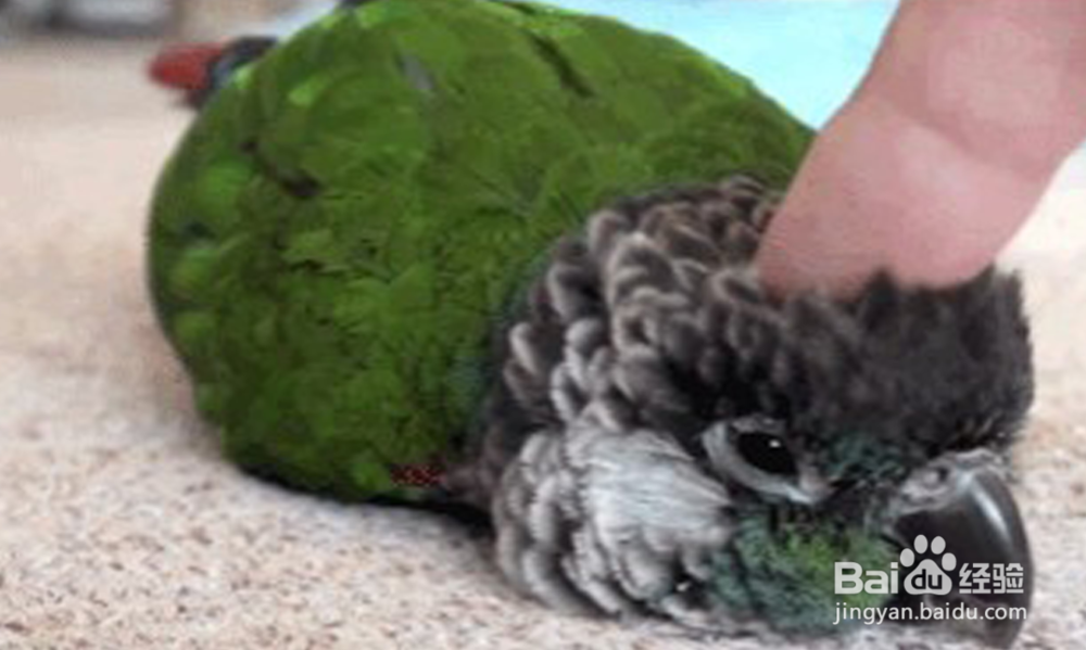 绿颊锥尾鹦鹉怎么训说话