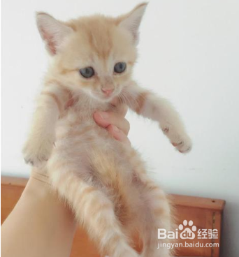 什么样的猫奶粉好？猫咪羊奶粉的好处