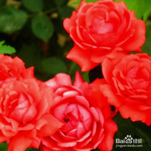 寒地玫瑰的培育方法和注意事项