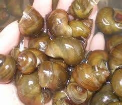 田螺如何清洗干净？