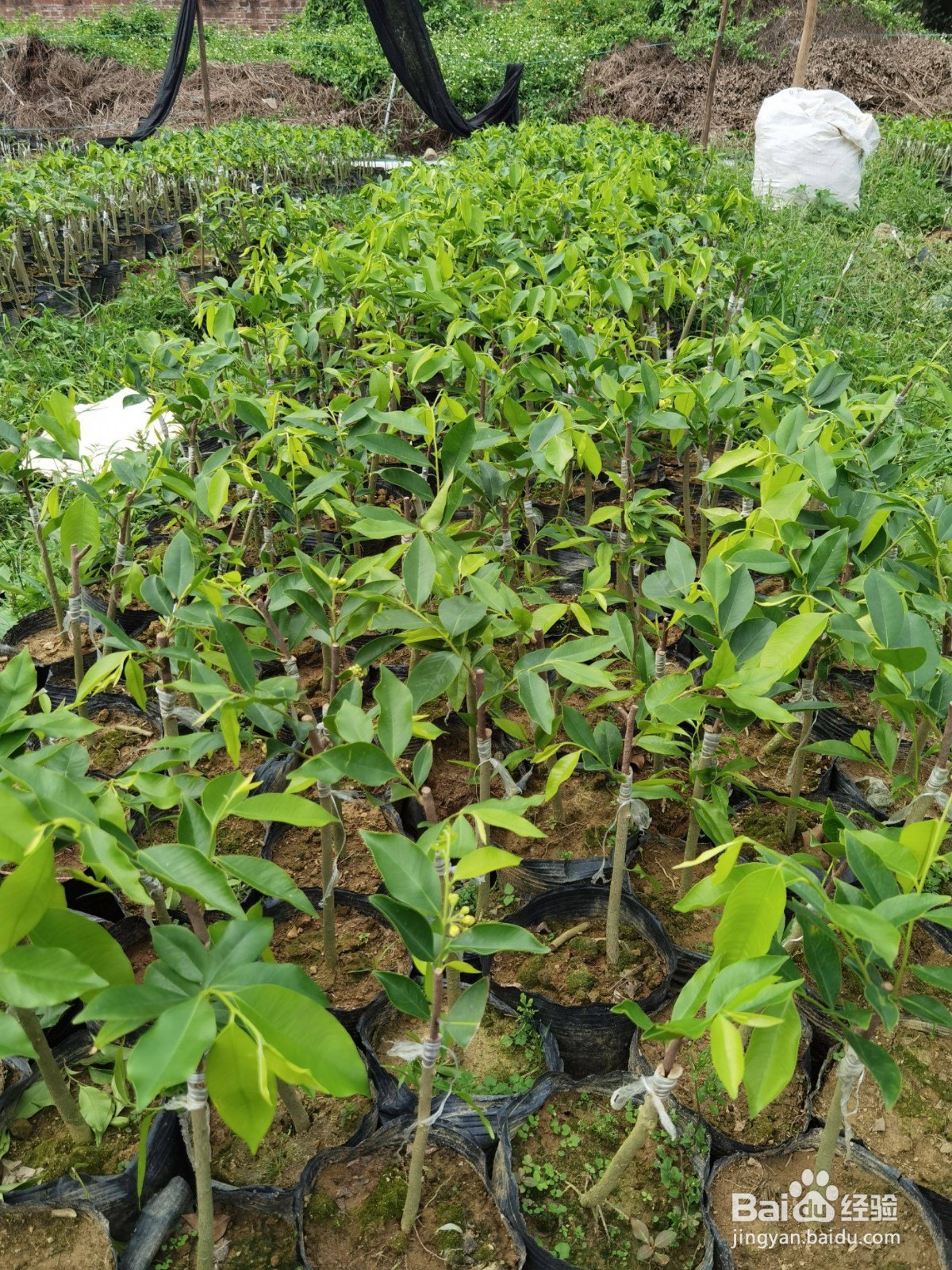 奇楠沉香怎么种植