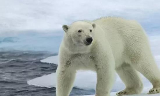 冬天的动物有哪些