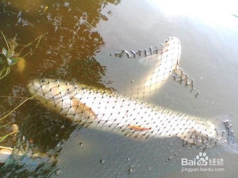 暴雨过后怎样钓鱼