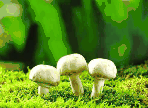 【抽象代数】分圆多项式