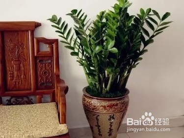 冬季养金钱树，注意这几点，叶片更加肥厚