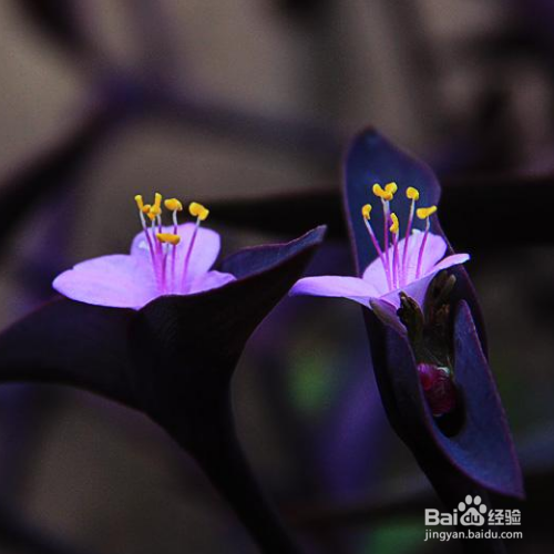 紫鸭趾草的养殖方法和注意事项