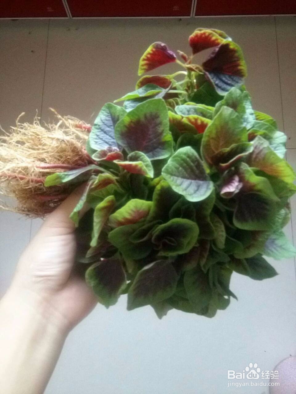 清炒苋菜的家常做法你知道吗