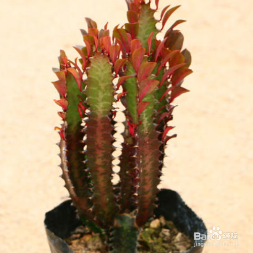 大戟阁锦怎么繁殖？