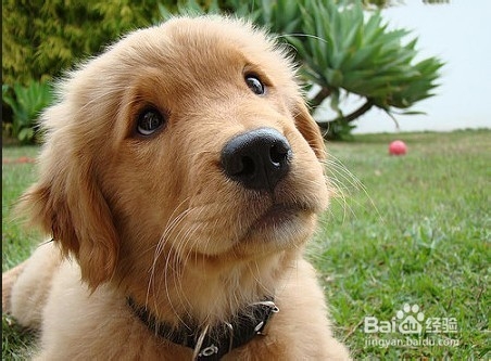 如何判断狗狗是否生病了？