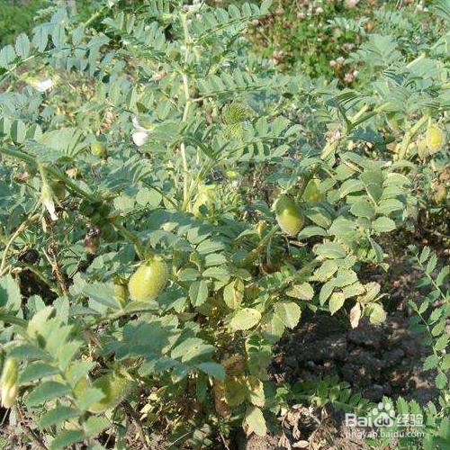 鹰嘴豆的养殖方法和养殖技巧