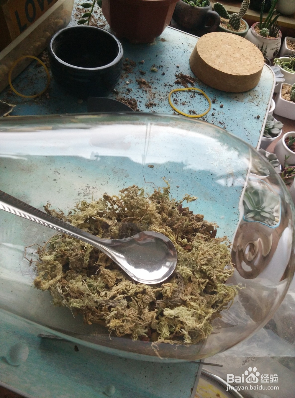 苔藓植物微景观制作步骤