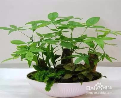 可以带来好运的植物 信不信先放了再说