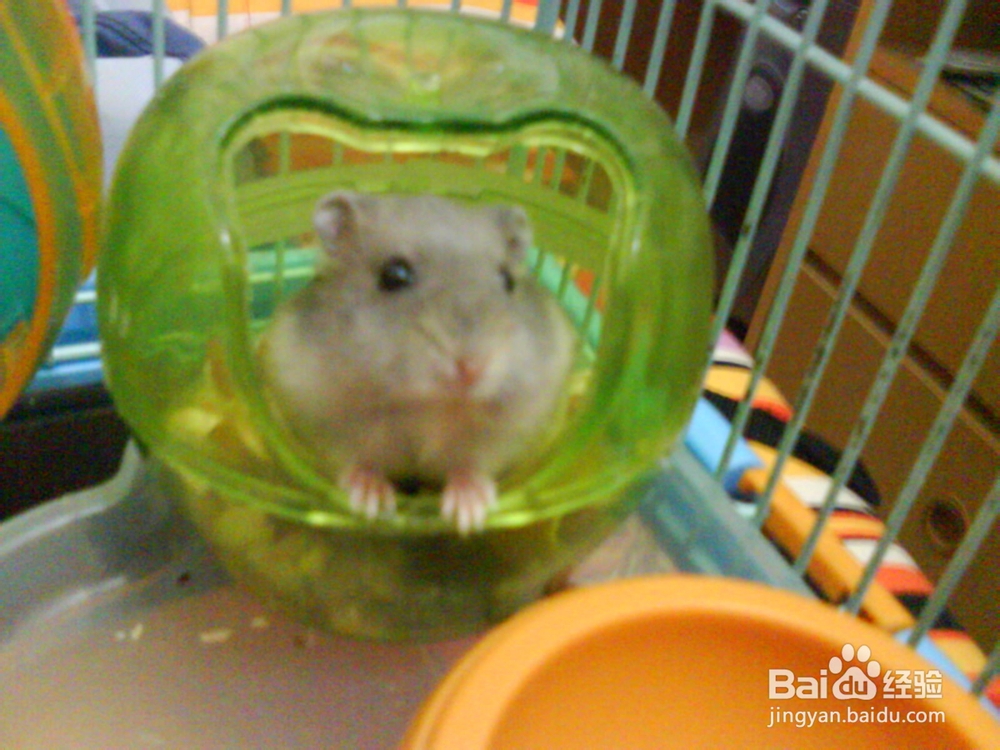 夏天帮仓鼠避暑的方法