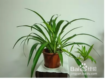 家有吊篮怎么养的好，吊兰的养殖技巧。