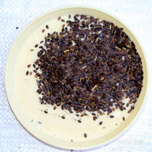 六倍利播种时间和方法