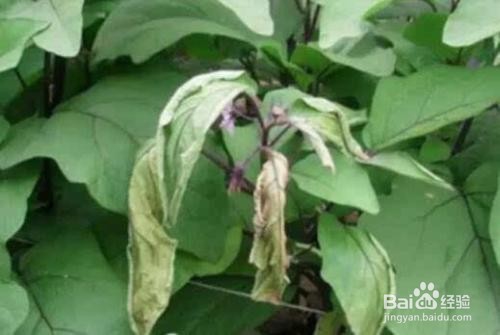 茄子开花期怎么施草木灰