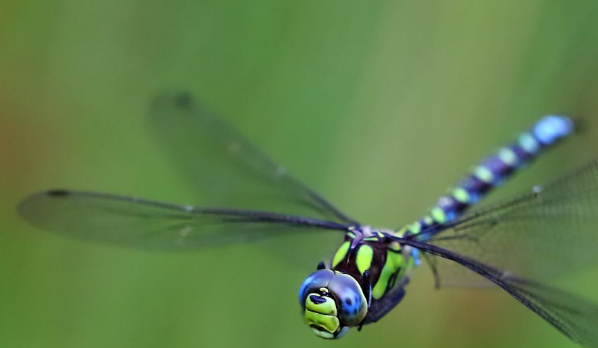 什么动物长大了变化大呢？ 比如小蝌蚪长大了变成青蛙，而不在是小蝌蚪了。