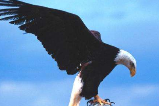老鹰的特点。