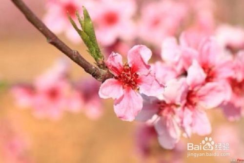 描绘桃花的古诗词有哪些？