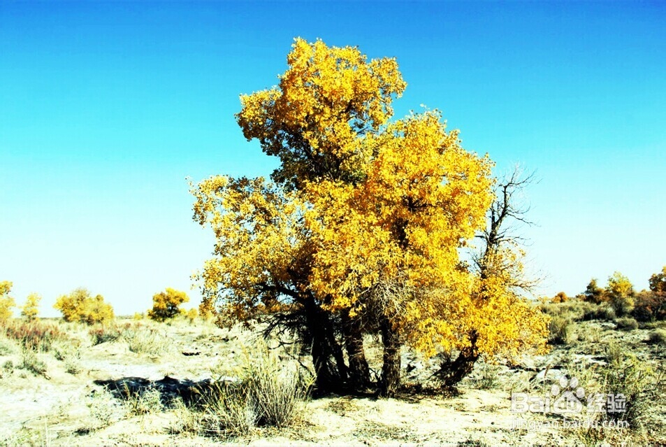 胡杨林旅游攻略：秋光如画 邂逅敦煌胡杨林