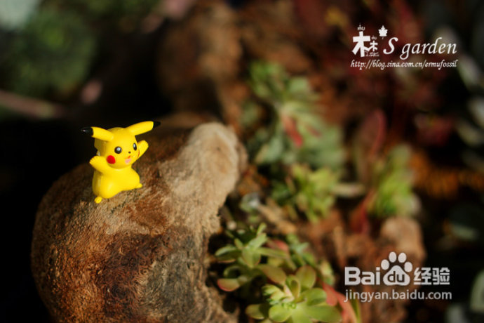 植物摄影小窍门+皮神山大王记