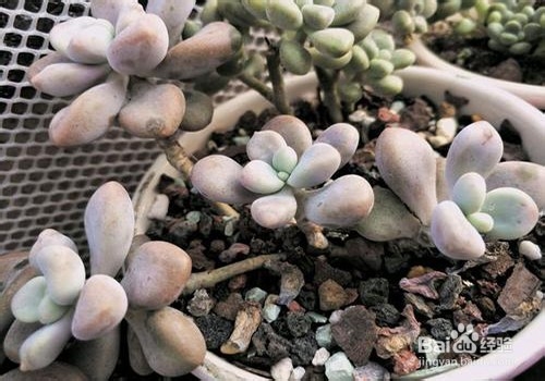 艾伦的养殖方法和注意事项