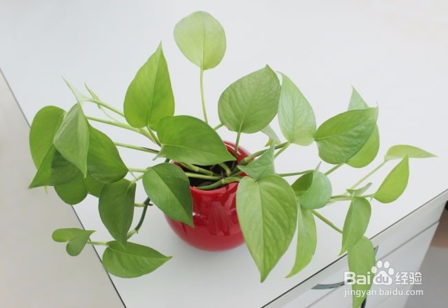 秋冬季水培绿萝注意事项