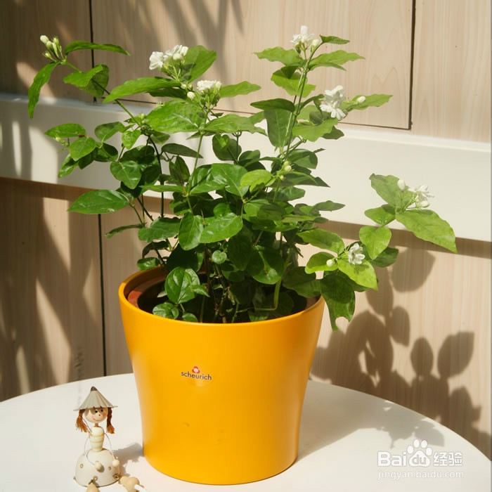 适合在室内种植的植物