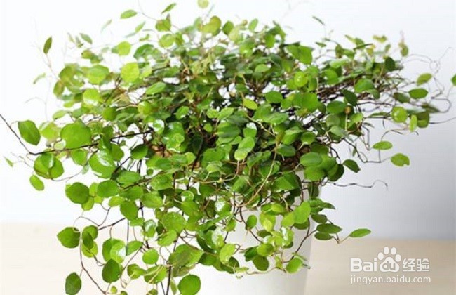 千叶吊兰怎么繁殖