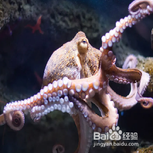 乌贼鱿鱼章鱼怎么区分