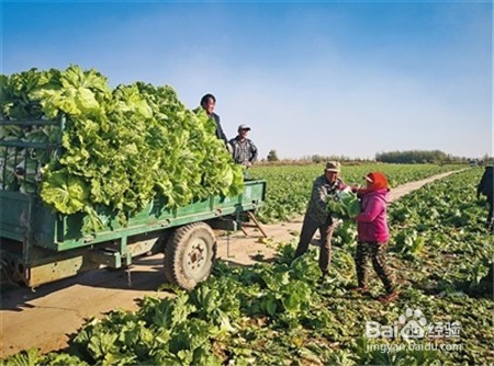 云南文山三七价格,还不知道的点击查看