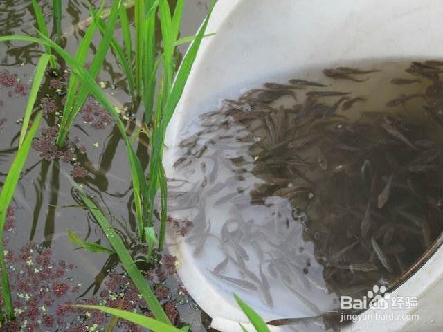 鱼苗怎么养会快长大