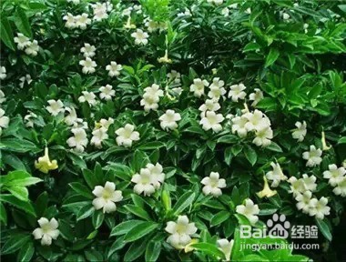 家里常养这些植物 身体会越来越棒