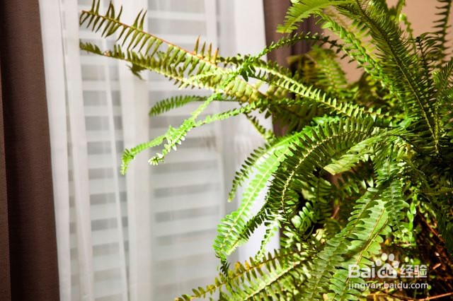 哪些家养植物对狗狗无害