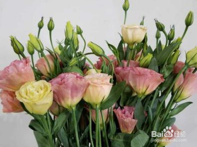 洋桔梗的养护方法是什么?