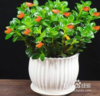 如何养护金鱼吊兰