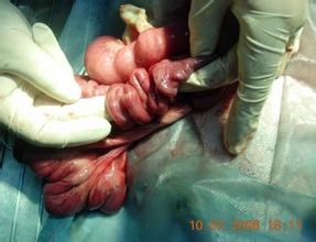 犬猫具有呕吐的疾病