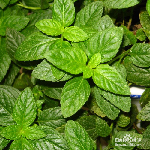 薄荷胡椒养殖需要注意什么?